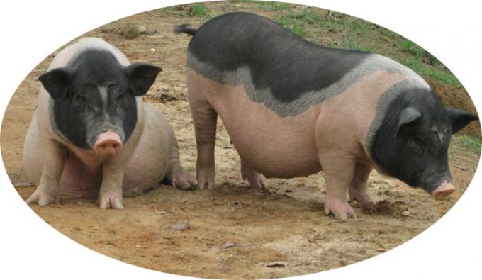 مواد مغذی اسید آمینه روی زینک متیونین پودر افزودنی مواد غذایی 99٪ روی متیونین 2