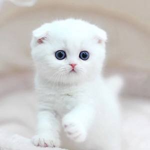 مکمل مولتی ویتامین قرص چند منظوره گربه ها و سگ ها پشتیبانی طبیعی از سیستم ایمنی و تسکین آلرژی برای سگ 1