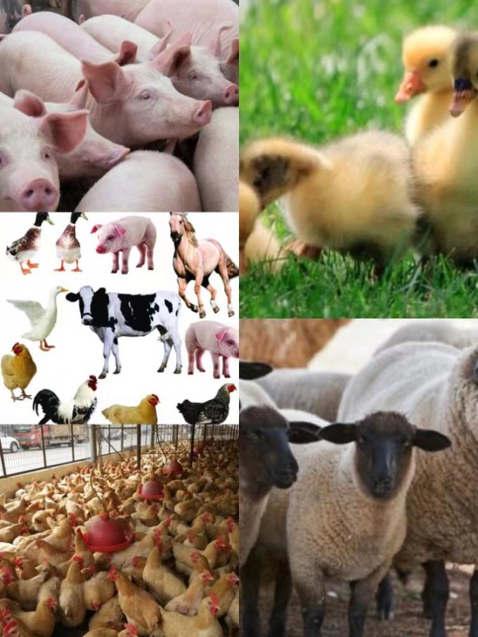 افزودنی های غذایی پروبیوتیک های ترکیب شده با کشت B. natto برای دام و مرغ 1